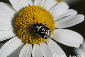 Eurydema oleraceum